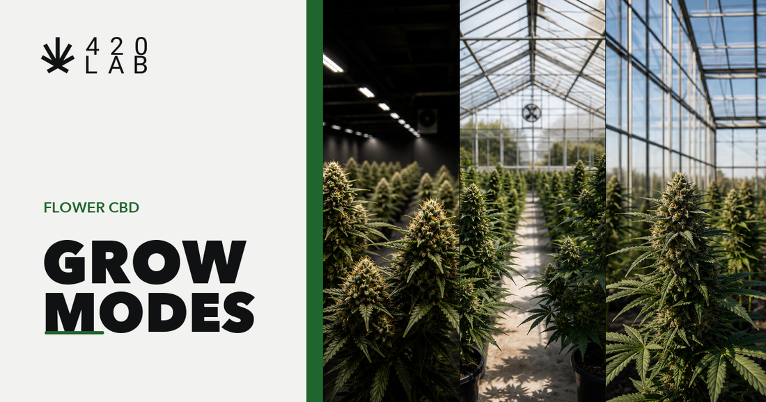 Cultures CBD wholesale 420LAB - comparatif indoor, greenhouse et glasshouse pour CBD shop B2B Europe