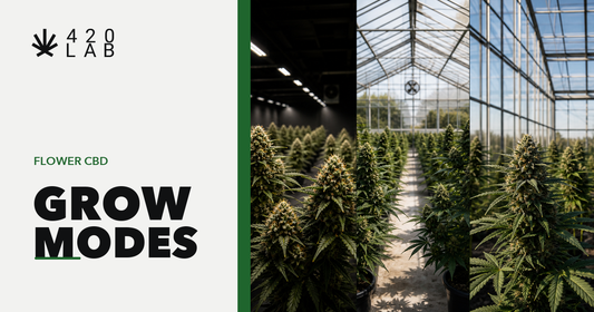 Cultures CBD wholesale 420LAB - comparatif indoor, greenhouse et glasshouse pour CBD shop B2B Europe